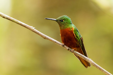 Chestnut-breasted Coronet - Boissonneaua matthewsii, beautiful colored hummingbird from Andean slopes of South America, Guango Lodge, Ecuador.