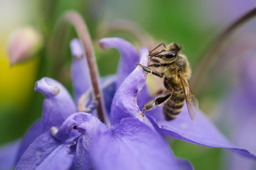 A wild bee looks for pollen in the blue flowers of a garden perennial.