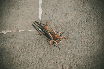 big grasshopper on the ground closeup