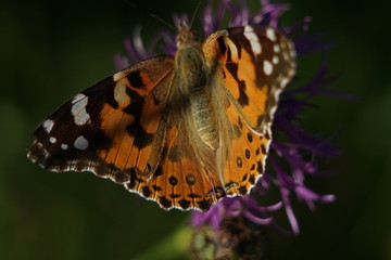 Schöne Makro Aufnahme eines Schmetterlings