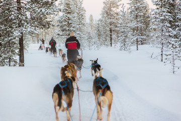 cani da slitta in lapponia