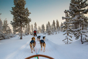 cani da slitta in lapponia finlanfia