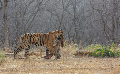 Tigress with Deer Kill