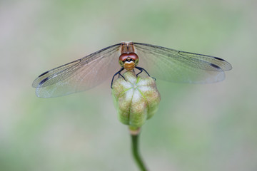 ユリの実に止まり休むトンボ © iguchiyasunori