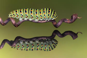 Bugs life, the Old World Swallowtail caterpillar (Papilio machaon)