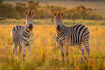 Zebra herd on the savanna at sunset, Welgevonden Game Reserve, South Africa.