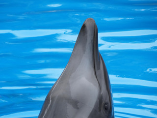 delfin © Bermu
