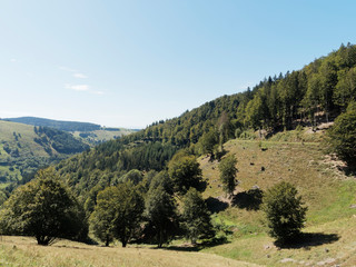 Landschaft vom Schwarzwald.. Der dichte Tannen- und Buchenwald an den Hängen von Fröhnd
