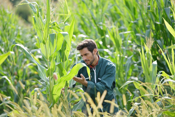 Farmer checking on corn crops