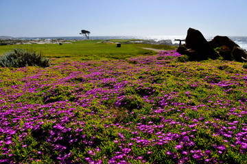 Field of colorful wild flowers and beautiful coastline on Pacific Coast, California.
