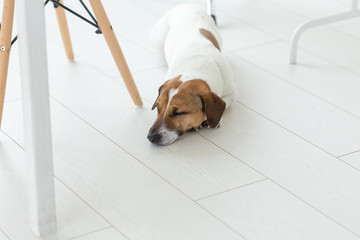 pet, dog concept - Sad Jack Russel dog lying under the chair