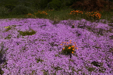 Field of colorful wild flowers , California.