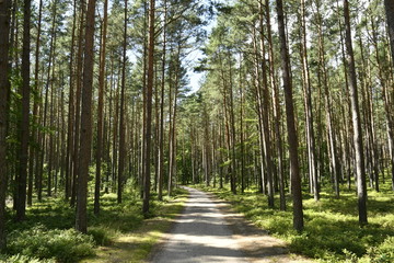 The breathtaking forest road to Bialogora