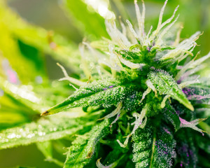 Medical marijuana plant in greenhouse. full spectrum lamp. cannabis bud background, trichomes. legalization in canada, usa and around the world.