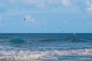 a colony of seagulls is looking for food over the wavy ocean on the Azores, Portugal