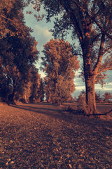 Fototapeta premium Indian Summer, autumn in the park