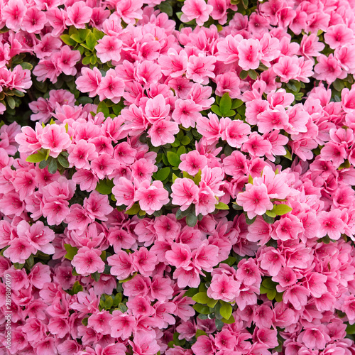 Pink Azalea Flowers Background ピンク色のツツジの花 背景 Wall Mural Wooooooojpn