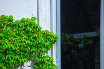 Fototapeta premium Odmiana winorośli Parthenocissus tricuspidata Veitchii lub Victoria creeper lub Boston Ivy, jasnozielone woskowe liście na długich pędach pnącza przylegają do małych przyssawek na zewnętrznej ścianie budynku