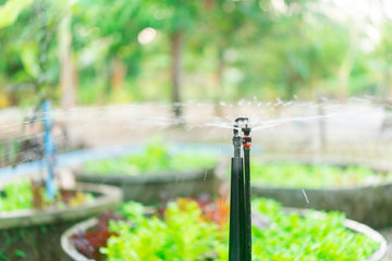 water springer in plantation