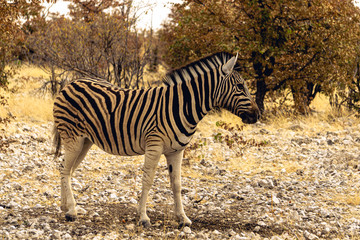 Fototapeta na wymiar Zebras in the wild of Etosha National Park in Namibia, Africa