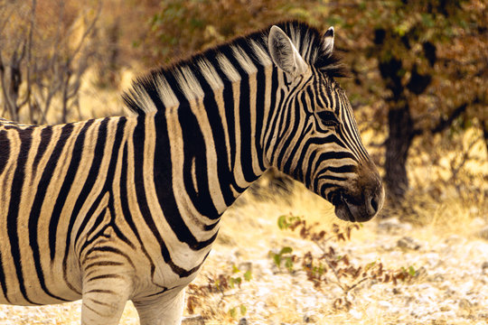beautiful picture of a zebra turning sideways
