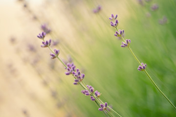 Lavender beautiful flowers