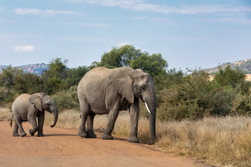 Fototapeta na wymiar Female of african Elephant mother with baby crossing road in Pilanesberg Game reserve. South Africa wildlife safari.