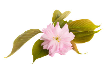 sakura flower isolated