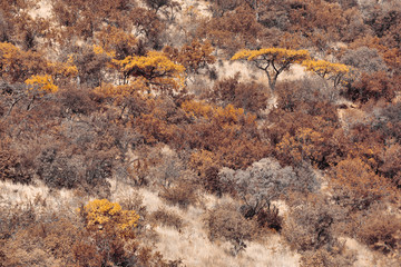 panorama landscape from Pilanesberg National Park, South Africa. Wildlife and nature. African safari