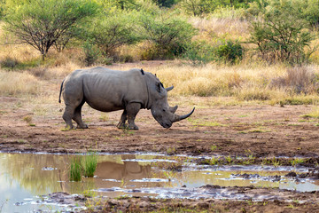 endangered species of white rhinoceros on small water in Pilanesberg National Park & Game Reserve, South Africa safari wildlife © ArtushFoto