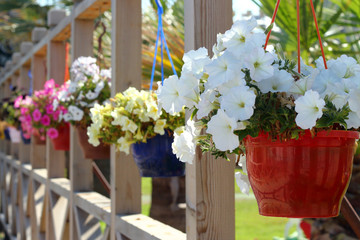 Petunia flowers on the wooden rack, selective fokus.