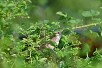 Portrait of a female Red-backed shrike sitting in a dense shrub on its nest
