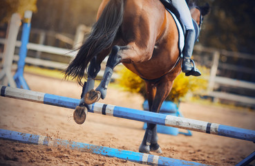 Rear view as a Bay horse with a rider in the saddle jumped the blue barrier at a horse show jumping competition, galloping across the sandy arena.