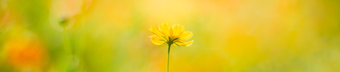 Nature of flower in garden using as cover page background natural flora wallpaper or template brochure landing page design