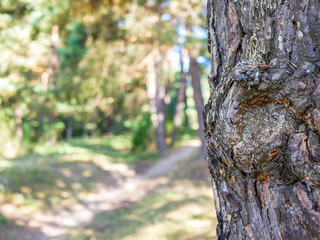 Pine tree bark ( pinus sylvestris) close up shot near small forest path ,shallow depth of field, space for text.