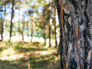 Pine tree bark ( pinus sylvestris) close up shot, shallow depth of field, space for text.