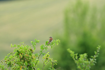 Red-backed shrike sitting on top of branch on a bush