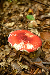 mushroom in the forest