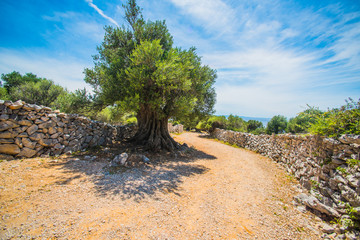 Olive Trees Garden, Mediterranean old olive field. Croatia olive grove, Lun, island Pag. - Image