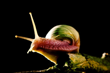 Snail with snail house