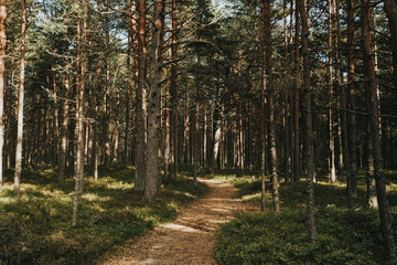 Empty footpath in pine tree forest on nice sunny fall day in Latvia