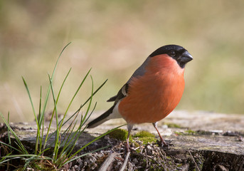 Eurasian bullfinch, common bullfinch, or bullfinch (Pyrrhula pyrrhula)