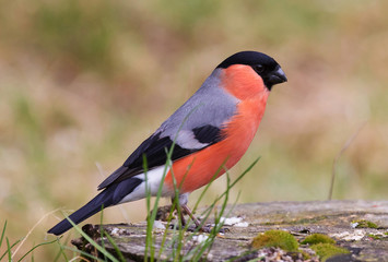 Eurasian bullfinch, common bullfinch, or bullfinch (Pyrrhula pyrrhula)