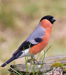 Eurasian bullfinch, common bullfinch, or bullfinch (Pyrrhula pyrrhula)