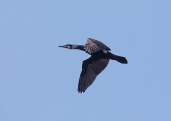 cormorants