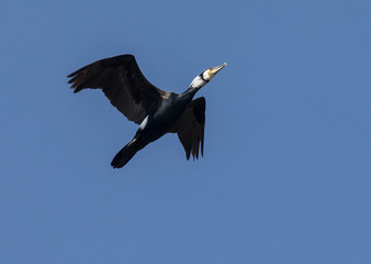 cormorants
