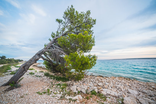 he pine tree on an empty beach of Adriatic Sea in Croatia
