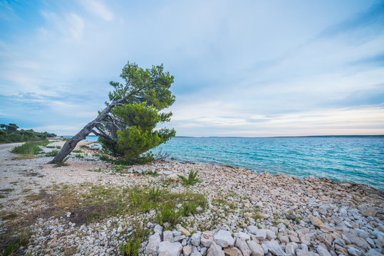 he pine tree on an empty beach of Adriatic Sea in Croatia