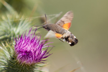 Macroglossum stellatarum feeding of the purple flower.