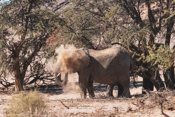 elephant in Namibia having a dust bath